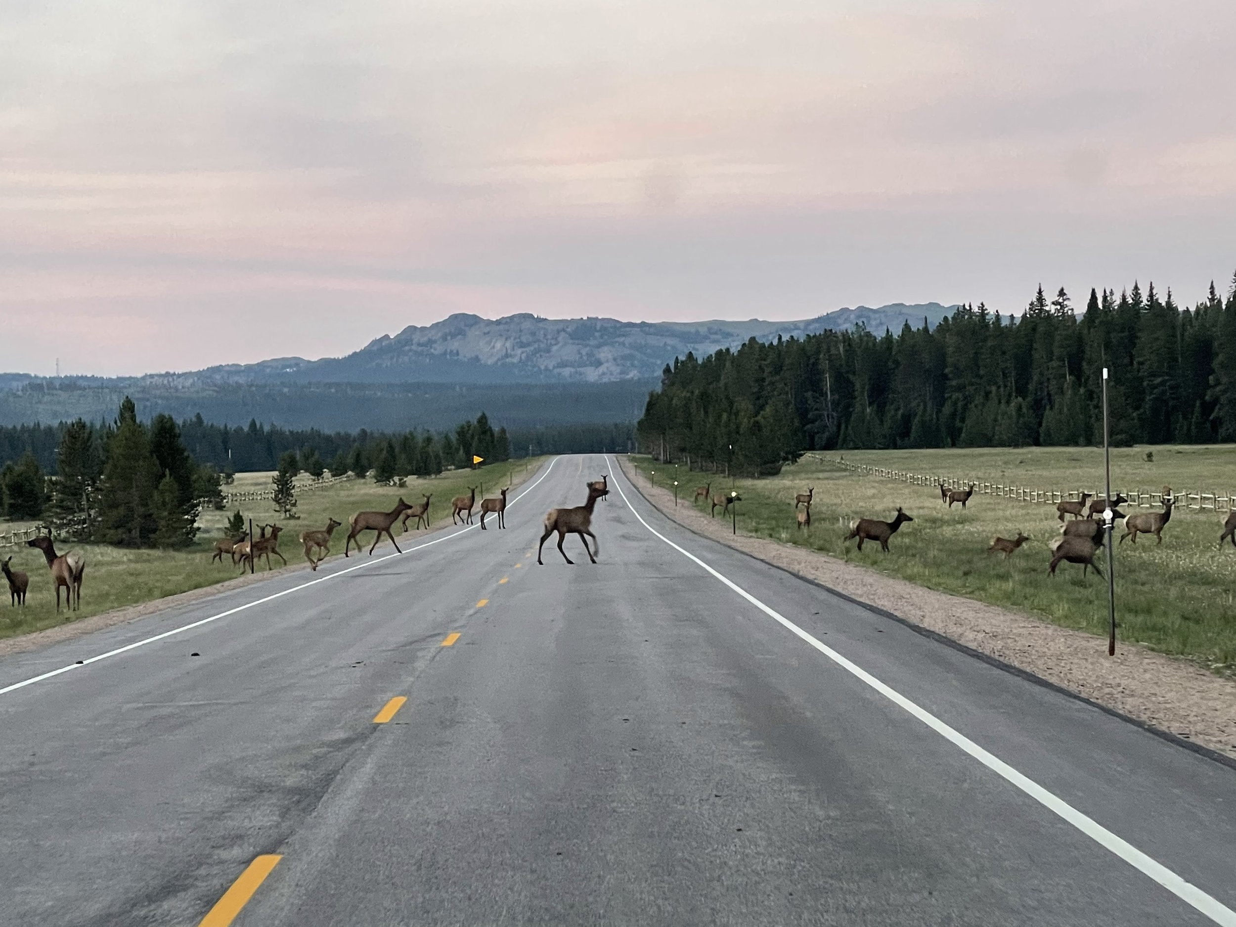  You end up coming to complete stop a lot on US Hwy 14 to let the elk pass! 