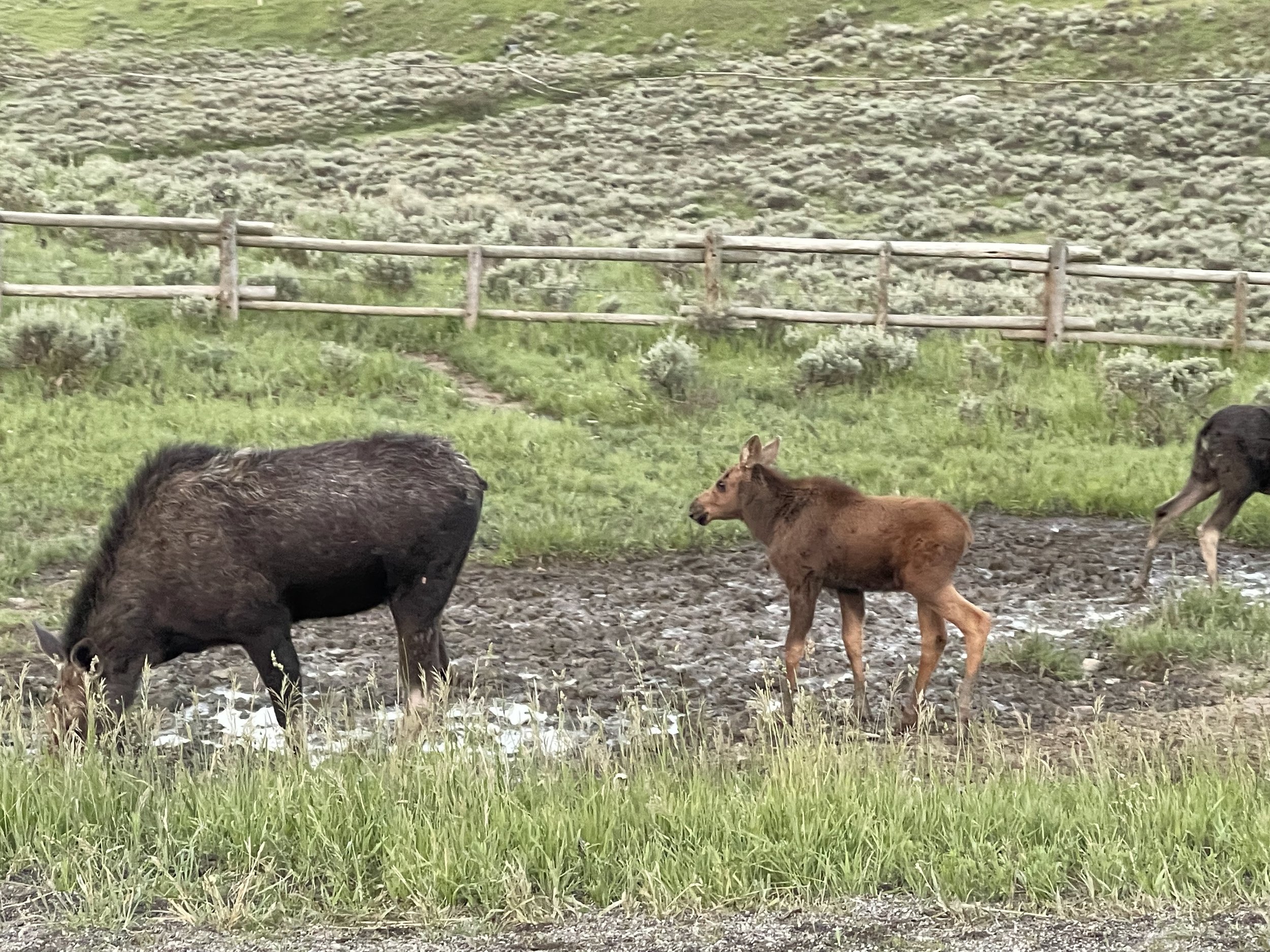  Fun pic, Mamma moose and baby would be at this corner everyday! 